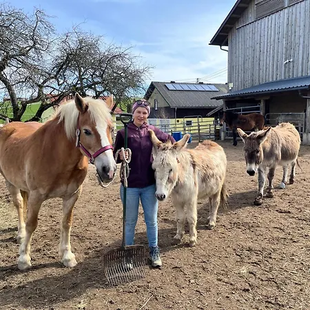 Pferdehof Thomayer Straßwalchen