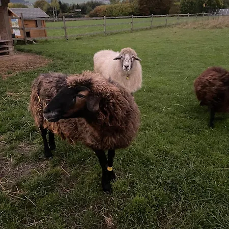 Pferdehof Thomayer Straßwalchen