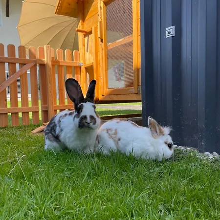 Pferdehof Thomayer Lägenhet Strasswalchen