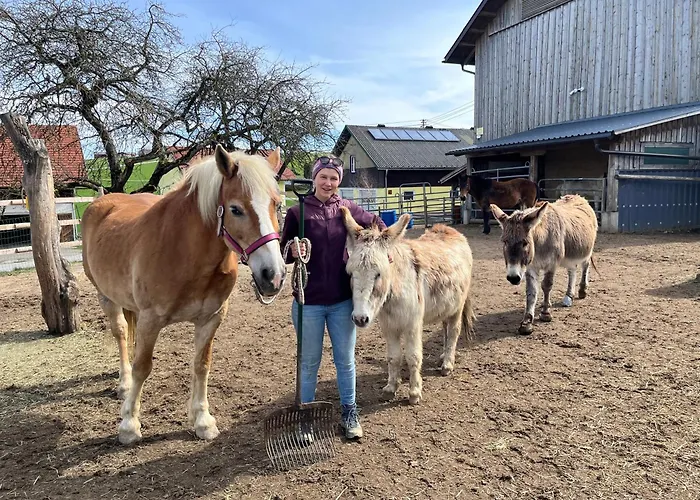 Pferdehof Thomayer Straßwalchen