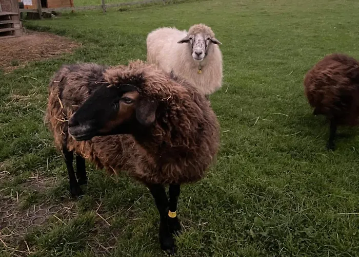 Pferdehof Thomayer Straßwalchen